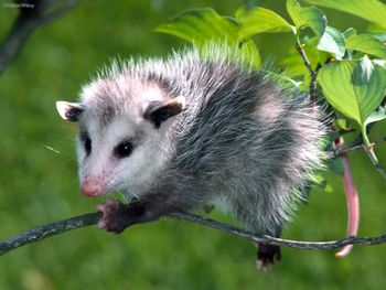 Baby Virginia Opossum screenshot
