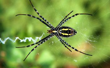 Backyard Spider screenshot