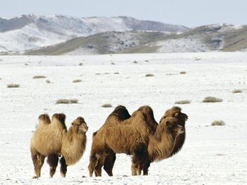 Bactrian Camels, Altai Mountains, Mongolia screenshot