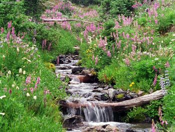 Badger Valley Olympic National Park Washington screenshot