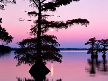 Bald Cyprus Trees Reelfoot Lake Tennessee screenshot