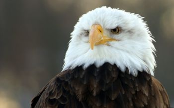 Bald Eagle HD Wide screenshot