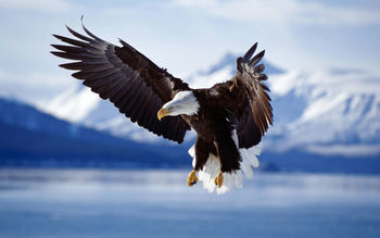 Bald Eagle in Flight Alaska screenshot