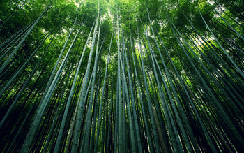 Bamboo Forest screenshot
