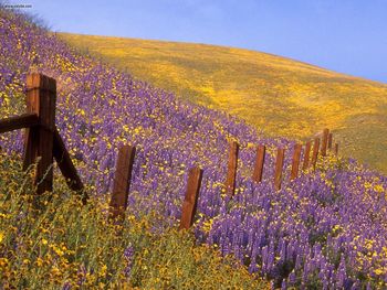 Barbed Wire And Wildflowers Gorman California screenshot