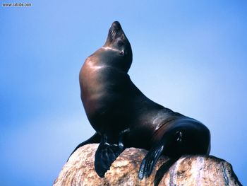 Basking, California Sea Lion screenshot