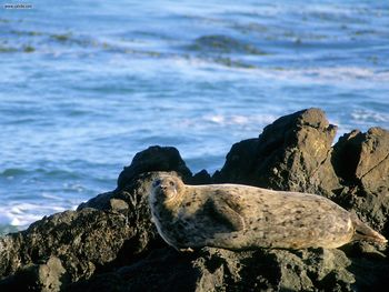 Basking In The Sunshine Harbor Seal screenshot