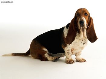 Basset Hound screenshot