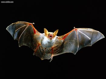 Bat In Flight screenshot