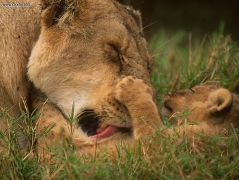 Bath Time For Lions screenshot