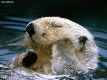 Bath Time Sea Otter screenshot