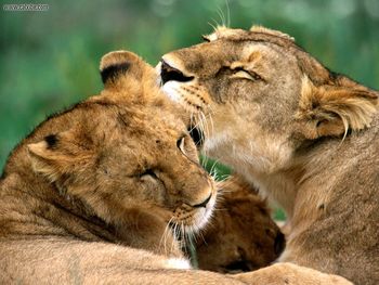 Bathing African Lions screenshot