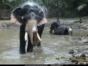Bathing Elephant, Guruvayur, India screenshot