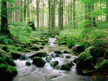 Bayerischer Wald National Park, Germany screenshot