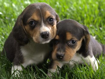 Beagle Puppies screenshot