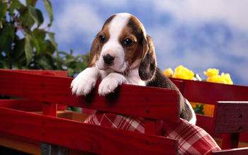 Beagle Puppy screenshot