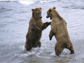 Bear Boxing screenshot