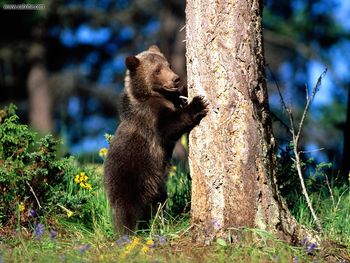 Bear Hug Grizzly Bear Cub screenshot