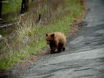 Bear screenshot