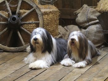 Bearded Collies screenshot