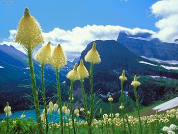 Beargrass Grinnell Lake Glacier National Park Montana screenshot