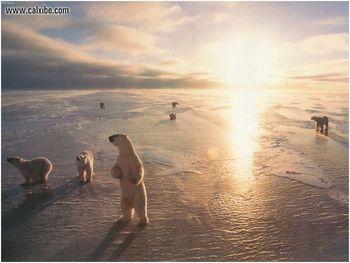 Bears In Artic screenshot