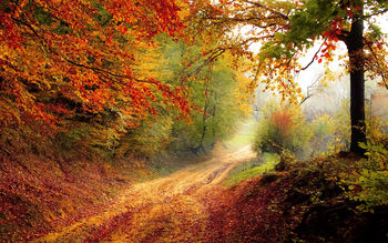 Beautiful Autumn Road screenshot