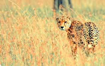 Beautiful Cheetah screenshot