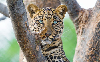 Beautiful Leopard screenshot