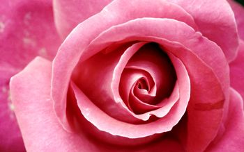 Beautiful Pink Rose screenshot