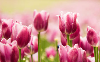 Beautiful Pink Tulips screenshot