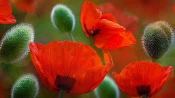 Beautiful Poppy Flowers screenshot