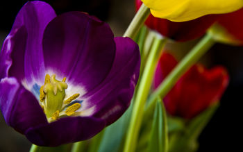 Beautiful Purple Flower screenshot