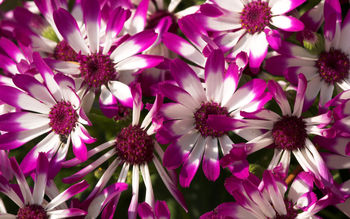 Beautiful Purple Flowers screenshot