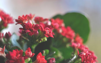 Beautiful Red Flowers screenshot