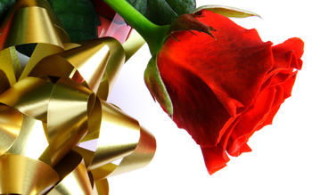 Beautiful Red Love Rose screenshot