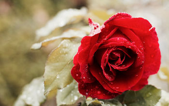 Beautiful Red Rose 4K screenshot