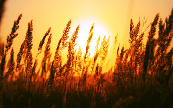 Beautiful Sun Rise screenshot