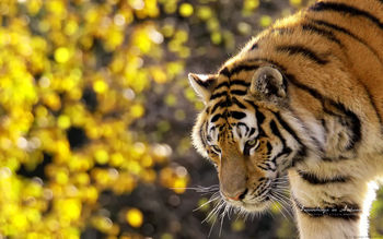 Beautiful Tiger screenshot