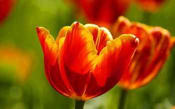 Beautiful Tulips screenshot