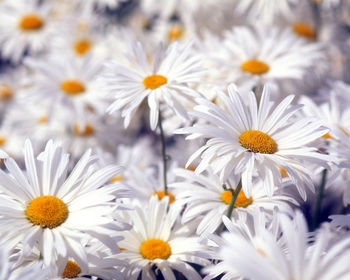 Beautiful White Flowers screenshot