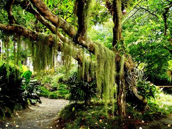 Beauty In Rain Forest screenshot