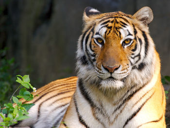 Beauty of Tiger screenshot