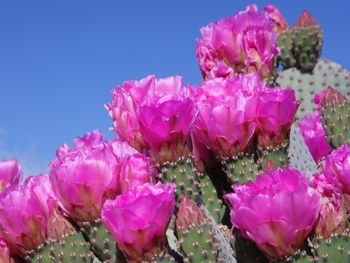 Beavertail Cactus, Joshua Tree National Park, California screenshot