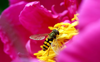 Bee & Flower in HD screenshot