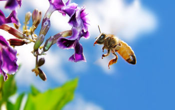 Bee on Flower Widescreen screenshot