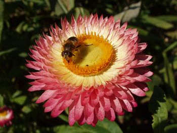 Bee On Flower screenshot