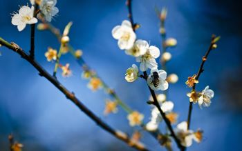 Bee on White Flowers screenshot