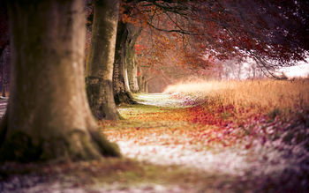 Beech Autumn Trees screenshot