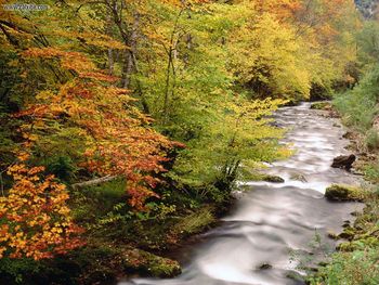 Beech Trees Along The Saliencia River Somiedo Natural Park Asturias Spain screenshot